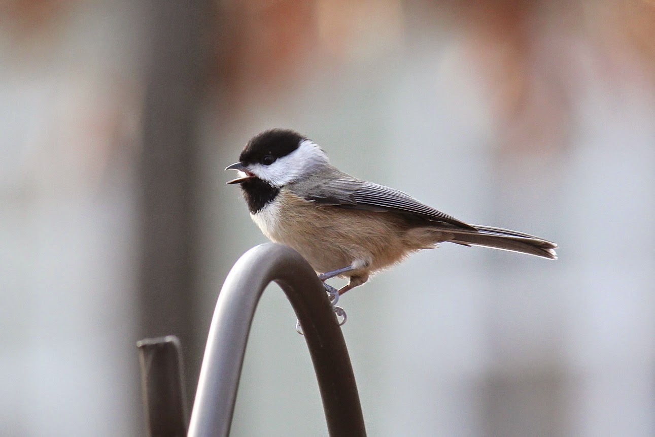 Red House Garden: Common Backyard Birds Of The Eastern US Common Backyard Birds of the Eastern US - Red House Garden: Common Backyard Birds Of The Eastern US