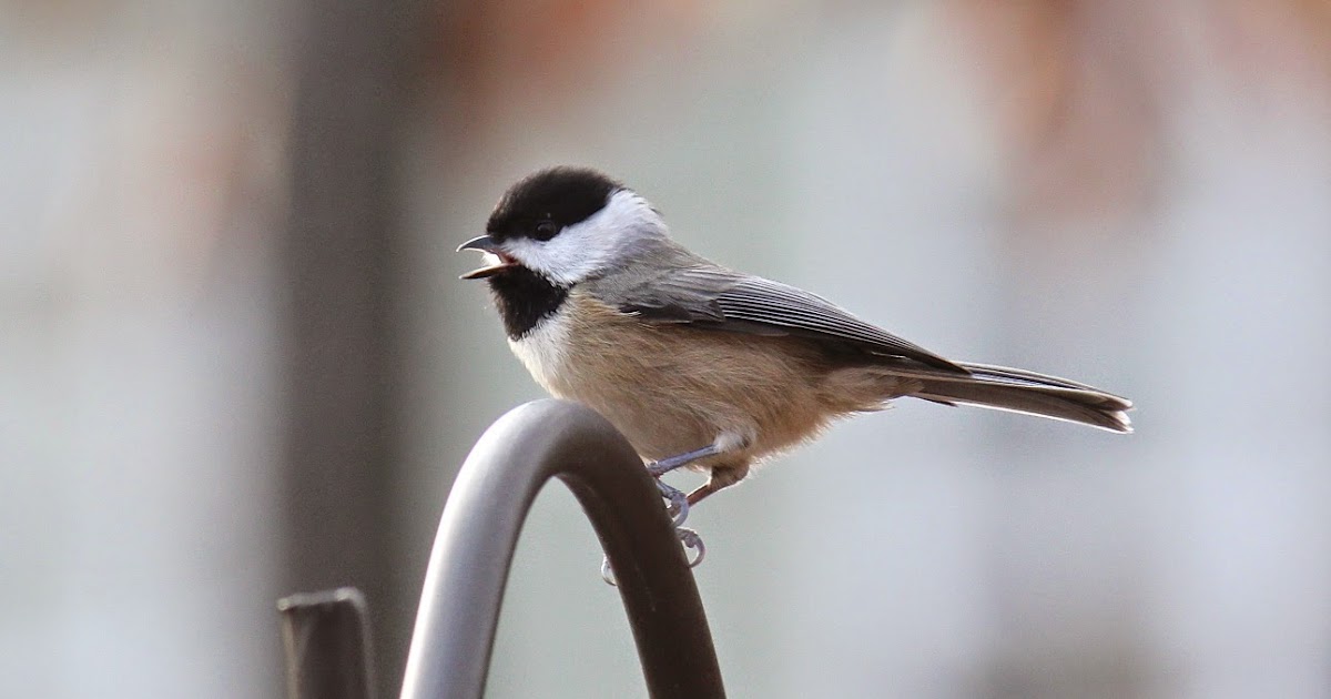 Red House Garden Common Backyard Birds of the Eastern US