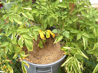 potato plants with straw around the base in a garbage can