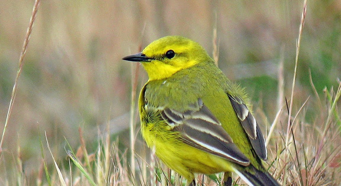 Hedgeland Tales Yellow Wagtail