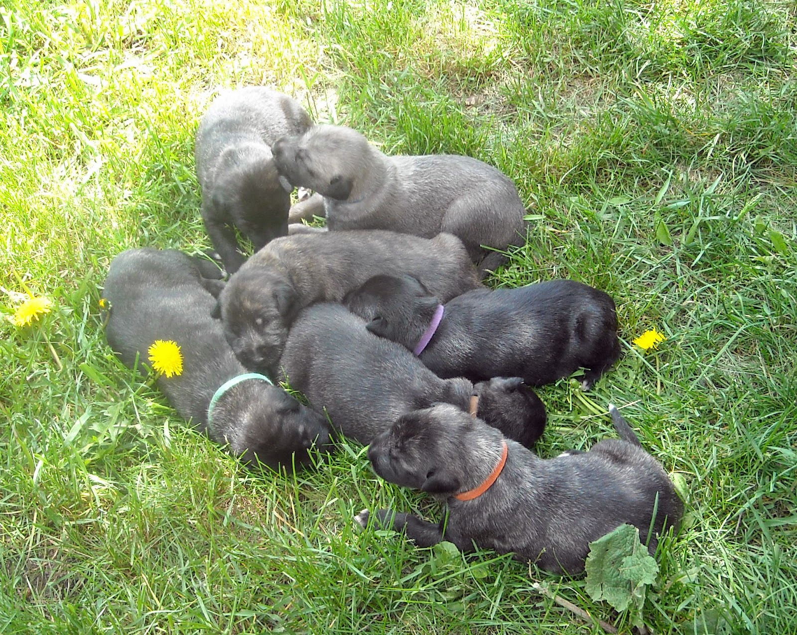 wolfhound puppies for sale near me wolfhound puppies for sale picture and images wolfhound puppies for sale near me wolfhound puppies for sale picture and images