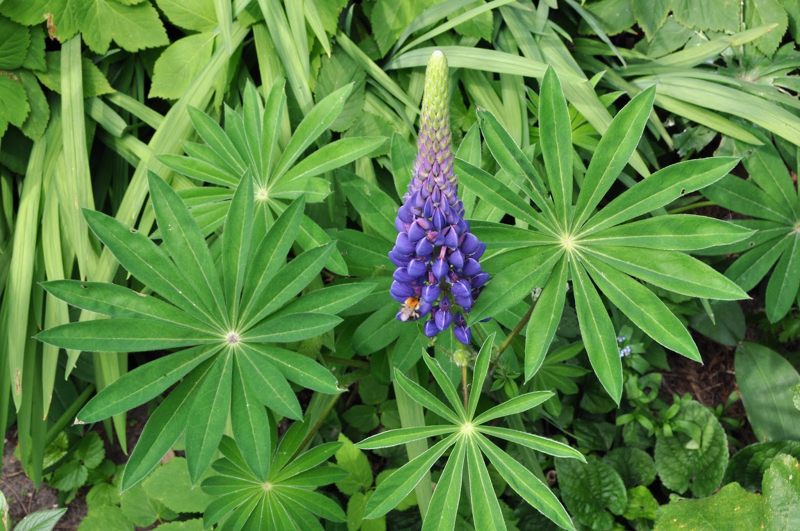 Plant World Lupinus perennis