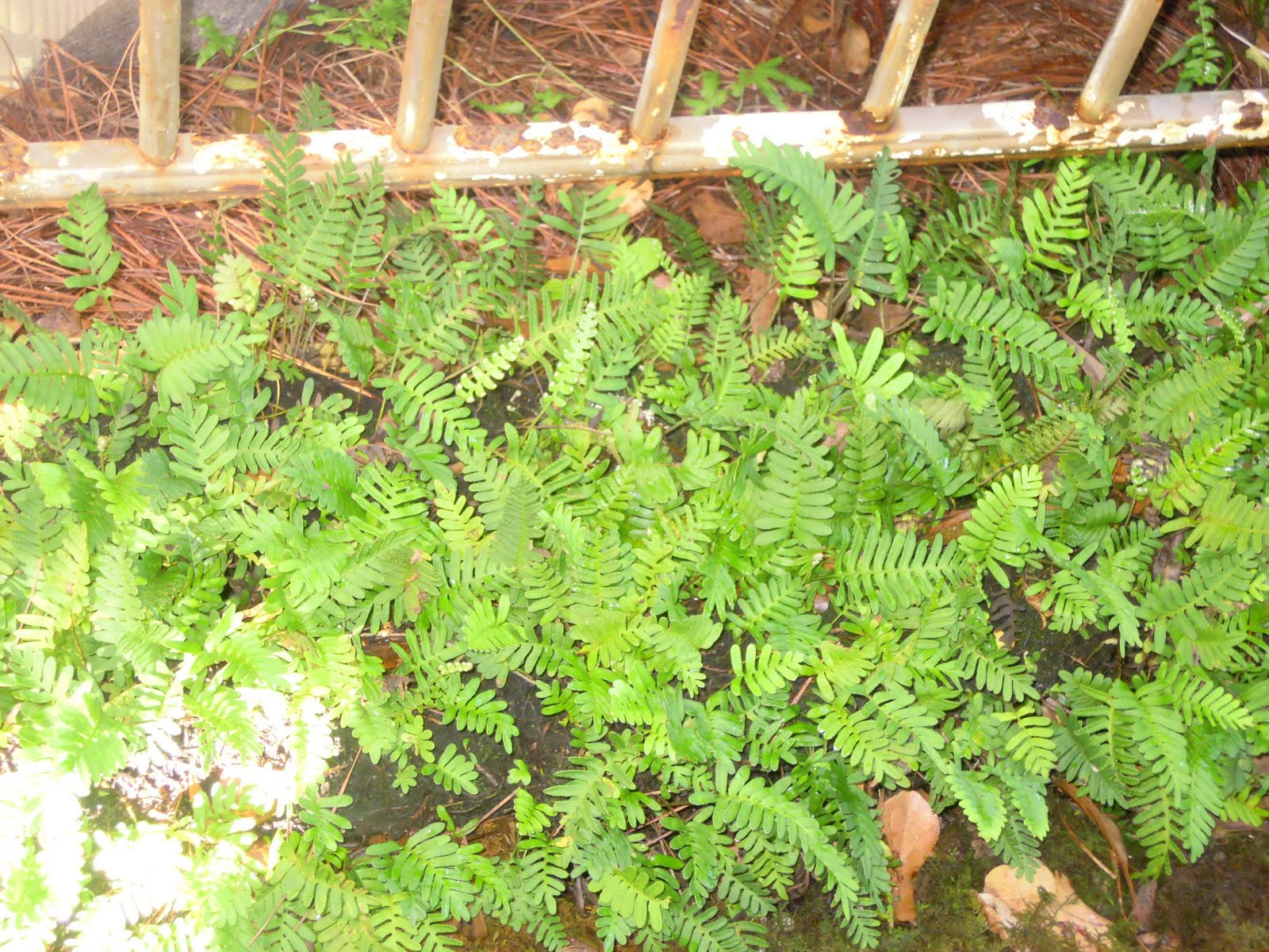 Description Resurrection fern is an epiphyte that grows attached to ...