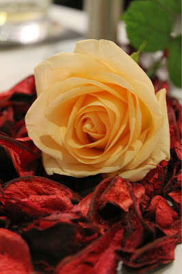 romantic roses photo