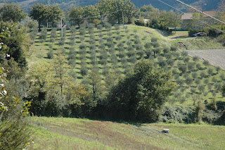 la piantagione regolare di ulivi regular planting of olive trees