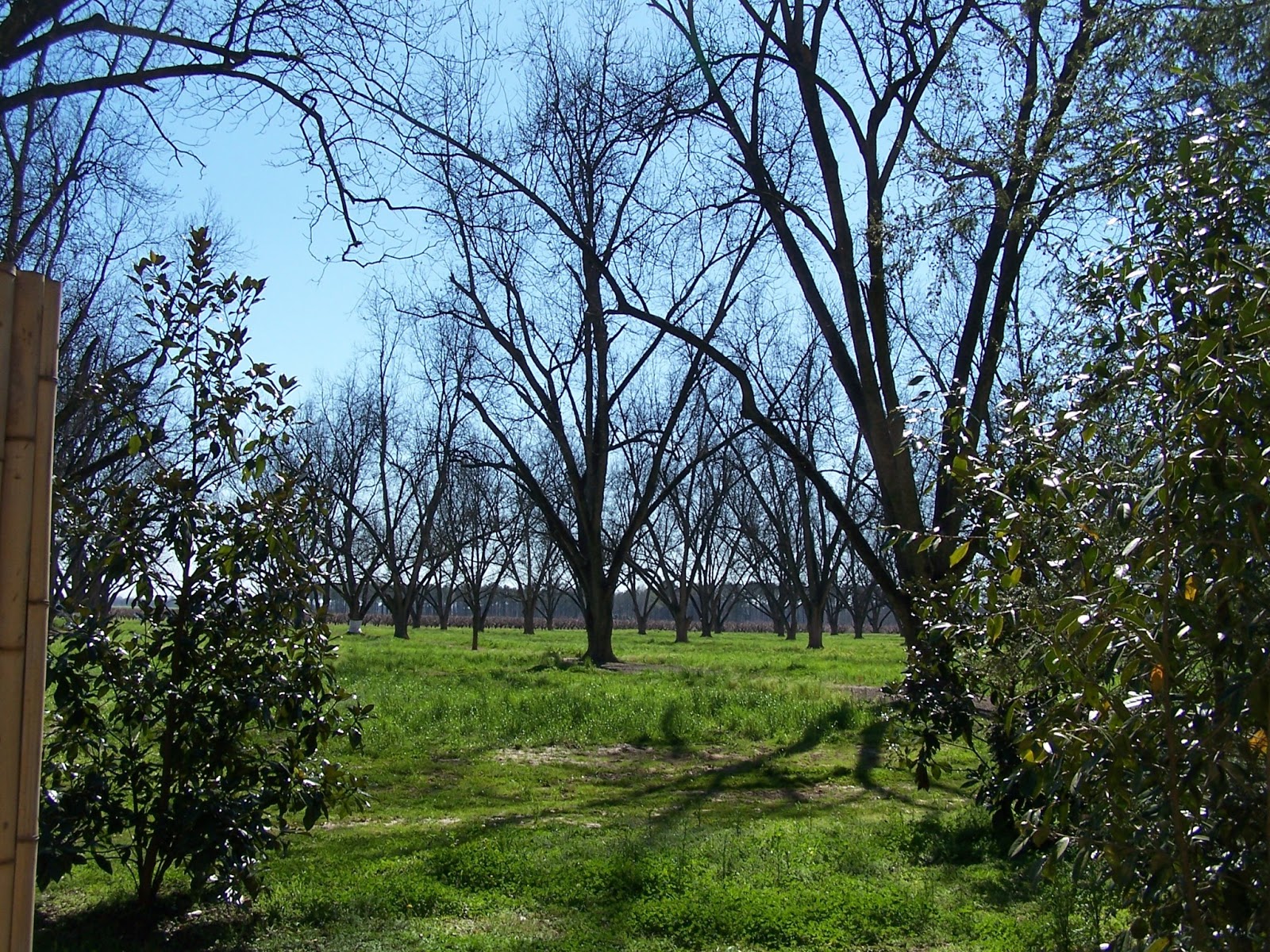 TARA DILLARD Japanese