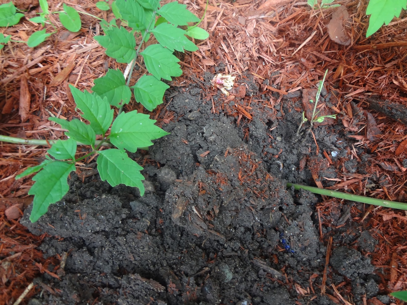 Niftynnifer's Crochet & Crafts How to Propagate Trumpet Vine