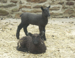 BFL ewe lamb posing with friend