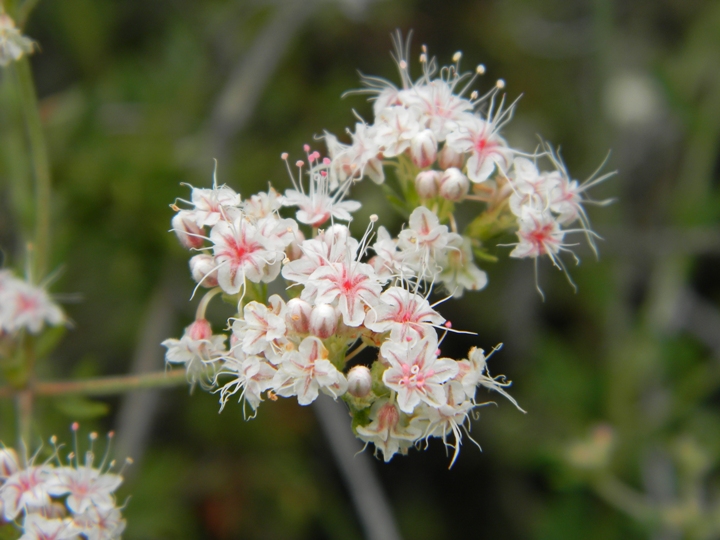 Buckwheat Flower