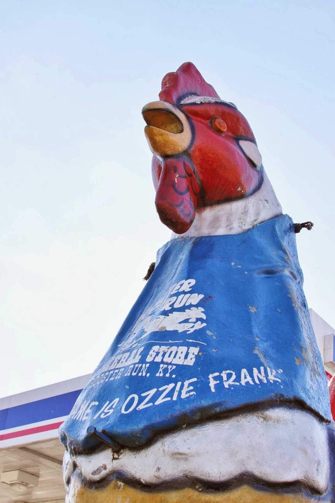 BlueEyed Kentucky Rooster Run