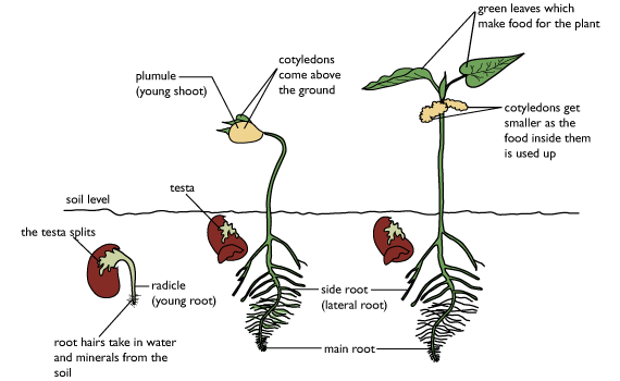 bean plant diagram bean seedling diagram bean get free image about wiring bean plant diagram bean seedling diagram bean get free image about wiring