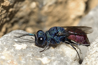 Para ampliar Chrysis sp (Avispa cuco) hacer clic