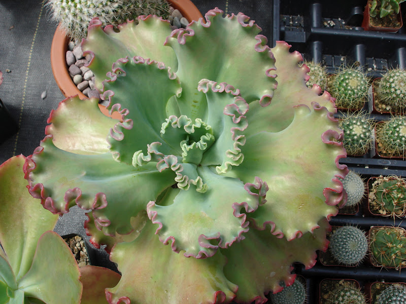 The Outlaw Gardener Watson's Nursery Tent Sale