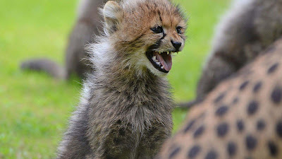 wallpapers angry-cheetah-cub-hd wallpapers angry-cheetah-cub-hd