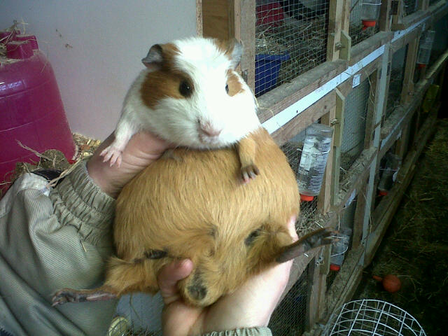 The Diary of an RSPCA Guinea Pig: Day 14: The Others