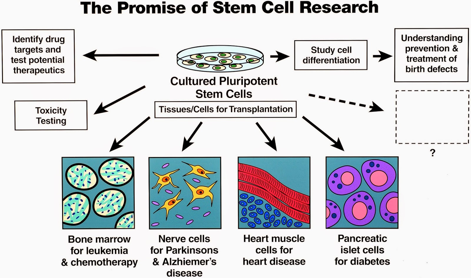 Thesis statement against stem cell research