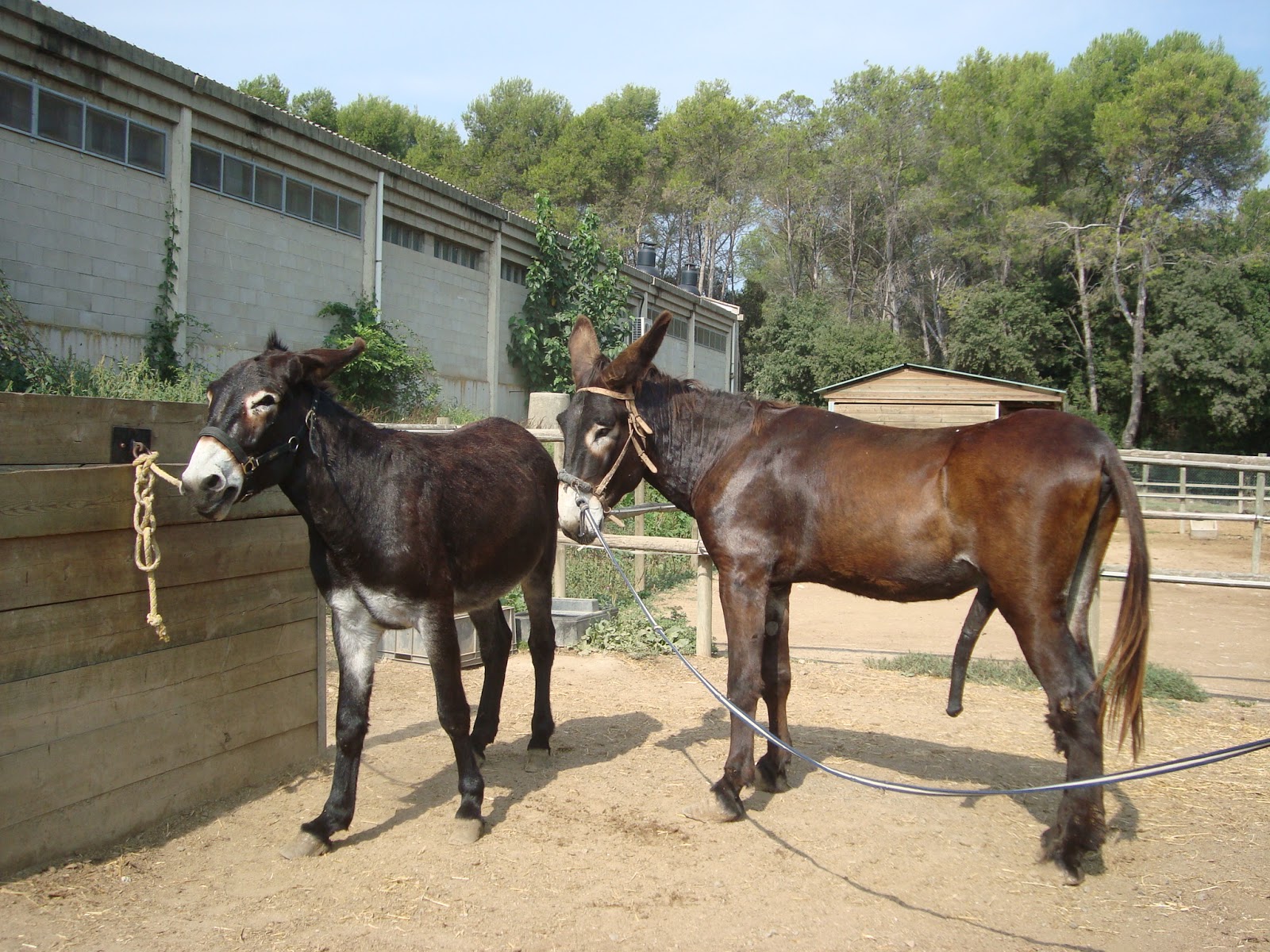 CATALONIAN DONKEYS' REPRODUCTION AT AUTONOMOUS UNIVERSITY OF BARCELONA Make your passion be