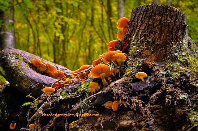 Mushrooms on Tree Stump
