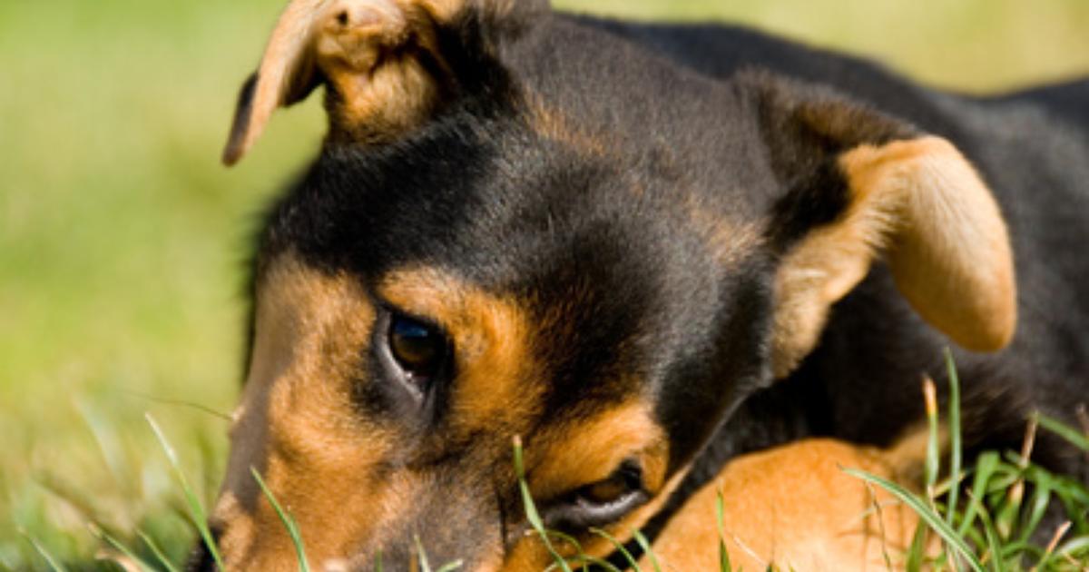 bladder cancer dogs