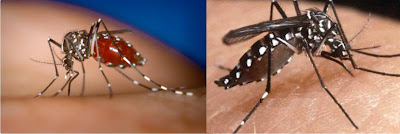 Aedes mosquito (Asian Tiger Mosquito