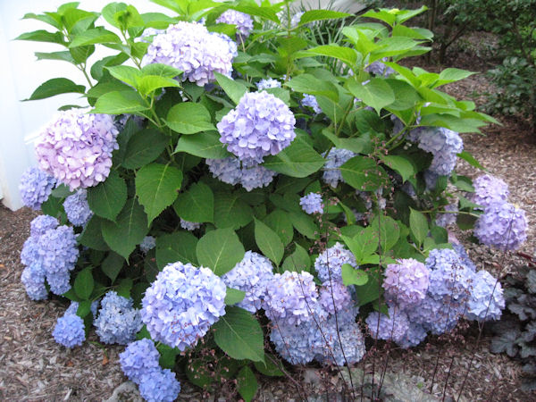 Burned Brown Sun Scorch On Annabelle Hydrangea Backyard Neophyte