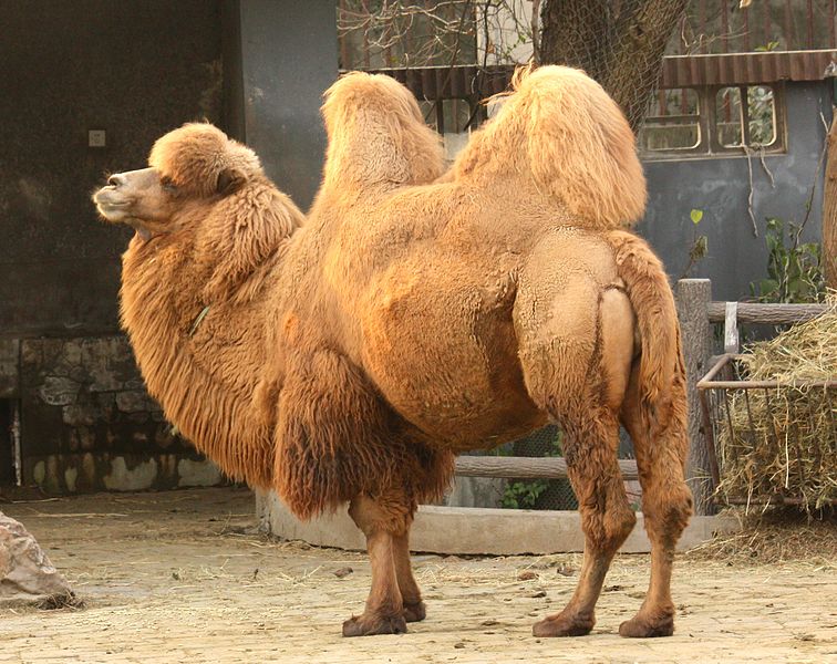 Endangered Species: Bactrian Camel