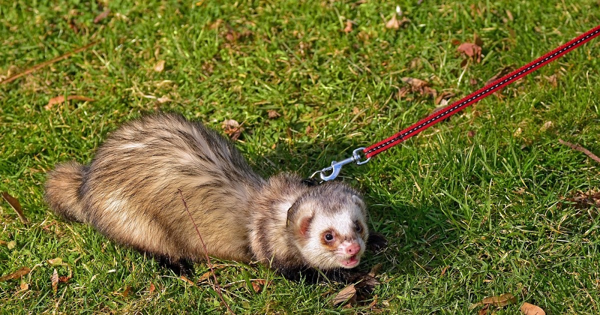 Exotic Pet Keepers: Ferrets as Pets