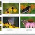 Let's Grow Wild Official Launch on the Importance of Growing Native Wildflowers