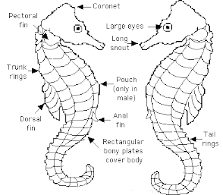 Seahorse Seahorse draw, Seahorse animation