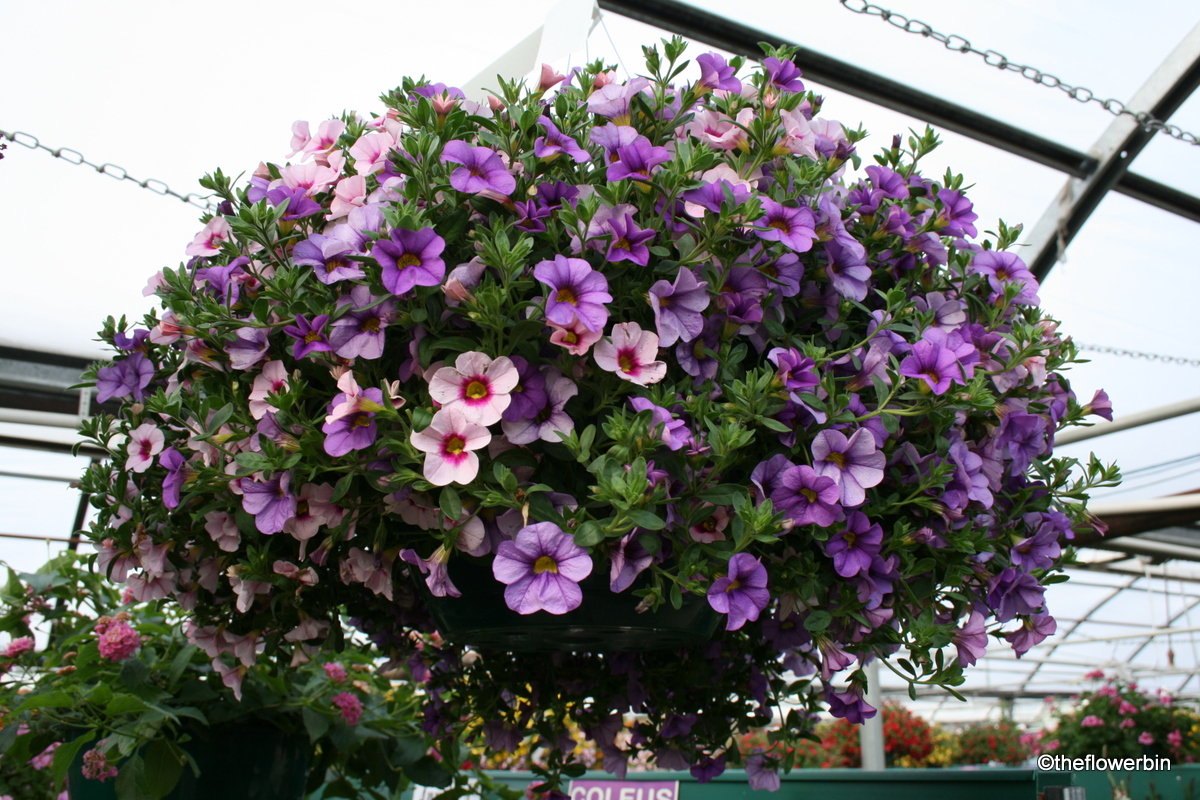 The Flower Bin Taking care of your Legendary Hanging Basket