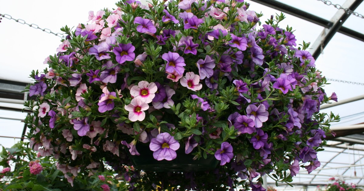 The Flower Bin Taking care of your Legendary Hanging Basket