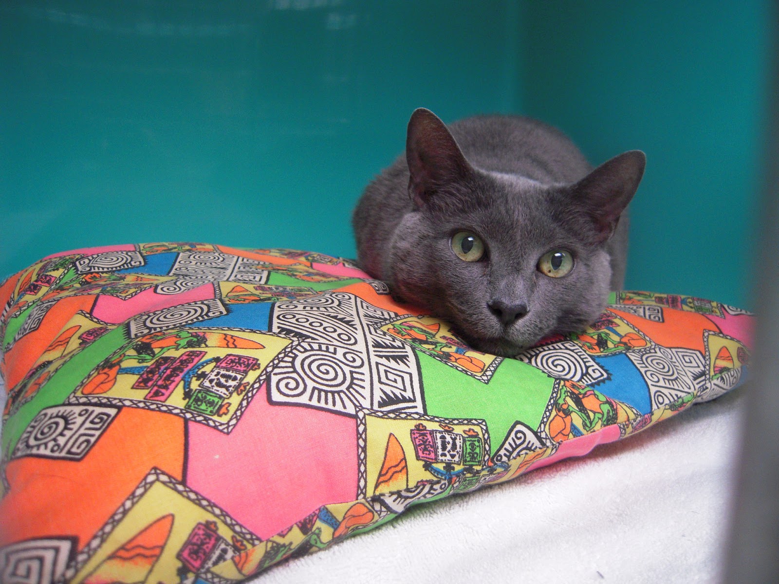 VETERINARY ASSOCIATES OF CAPE COD Signs of Illness in Cats