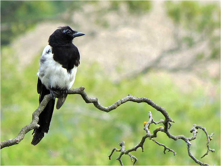 emphoka, photo of the day, Stu Oliver, Canon PowerShot SX40 HS emphoka, photo of the day, Stu Oliver, Canon PowerShot SX40 HS