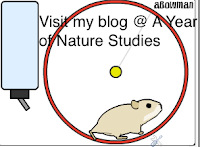 A Year of Nature Studies A Year of Nature Studies
