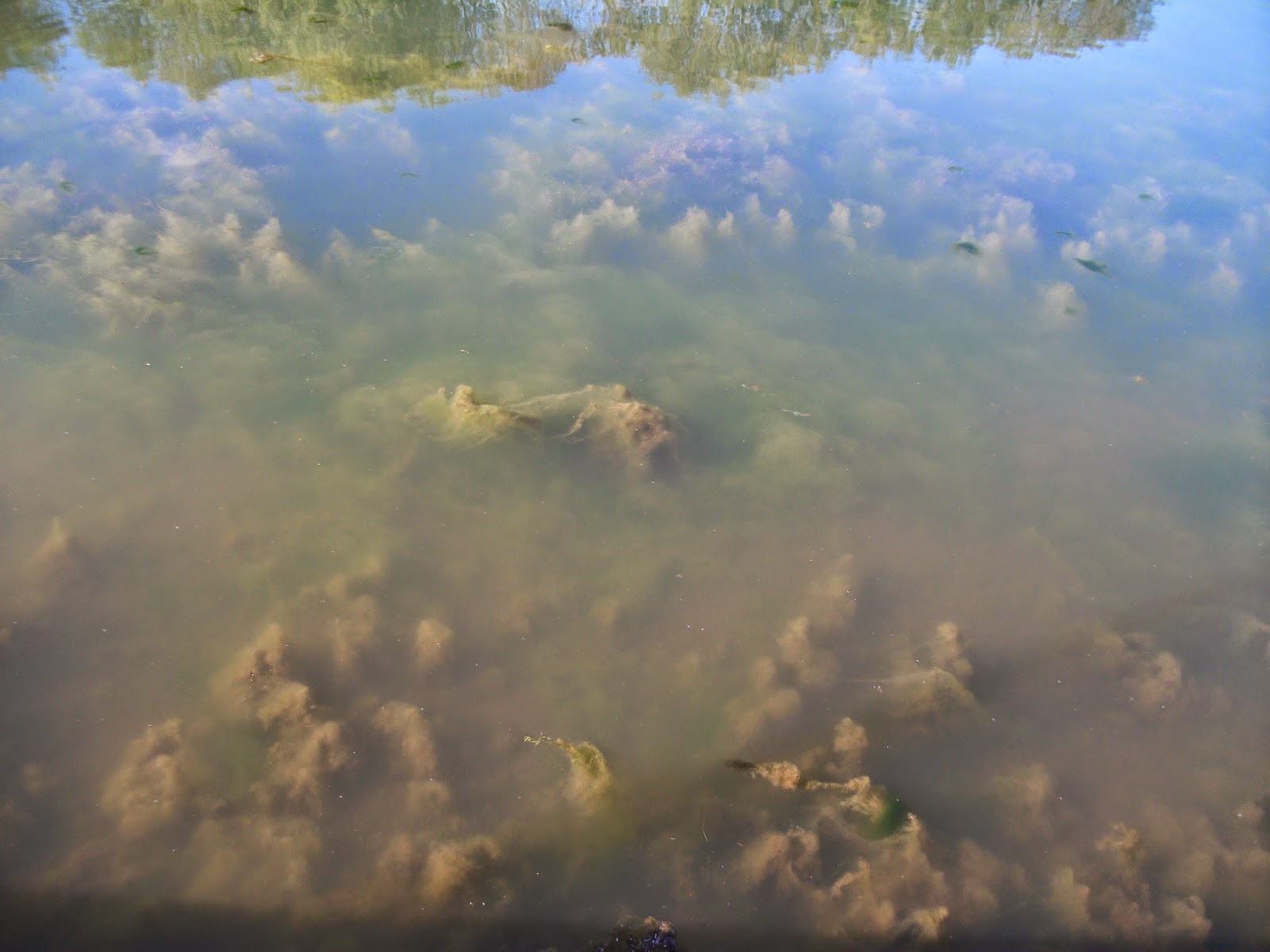 Campaign For The Protection of Pembrokeshire Mill Pond Pembroke