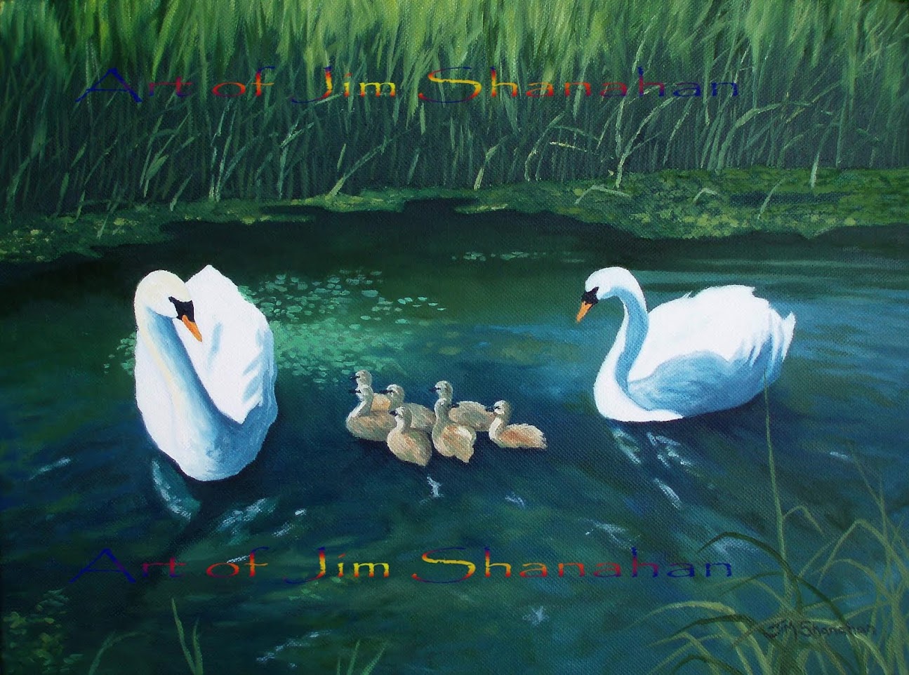 Swans and Cygnets -- For Sale Framed -- Euro 415