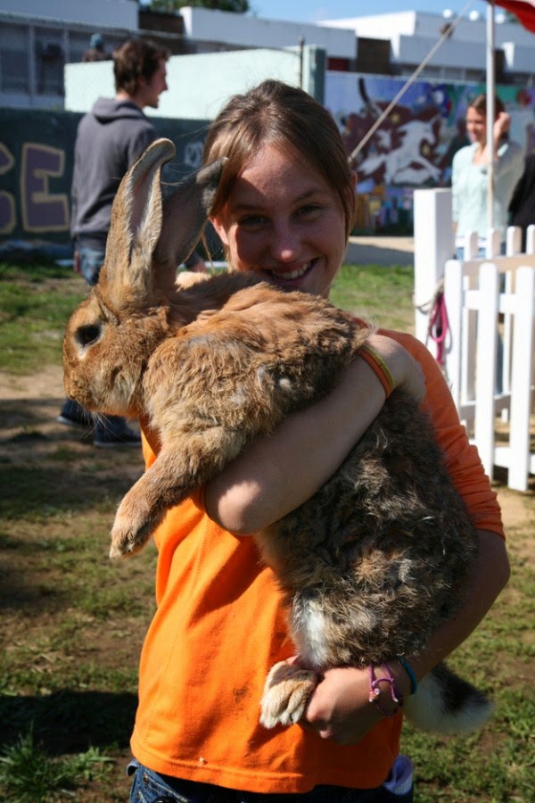 [nidokidos] Worlds Largest Rabbit Breed Extremely Big Rabbits