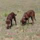 Buddy and Holly when they were puppies in Colorado.