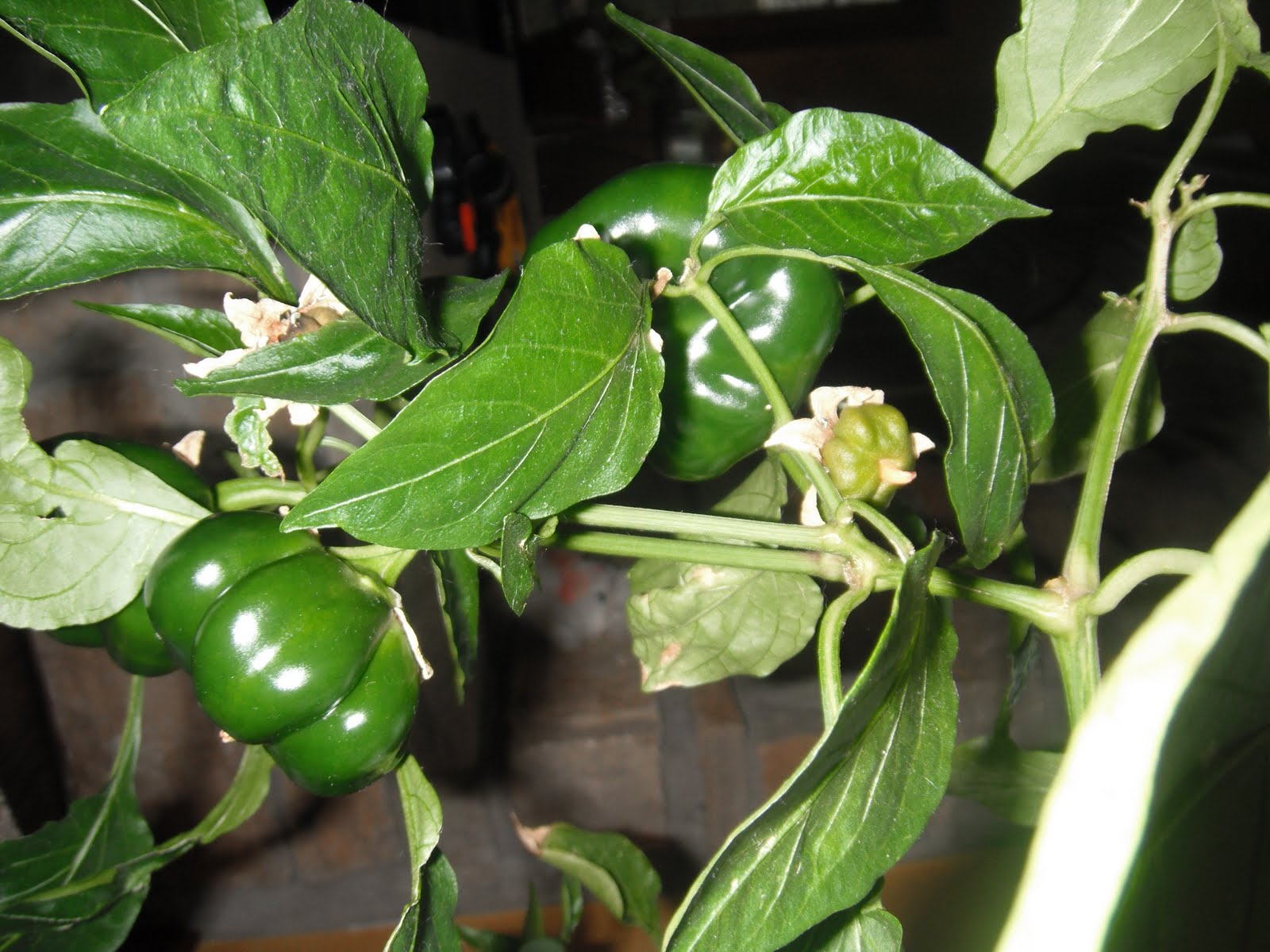 PARTY Who said you cannot have homegrown green peppers