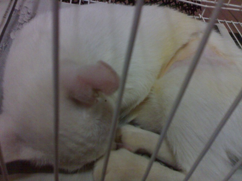 Melaka female cats spayed (Catherina Tay's) AnimalCare