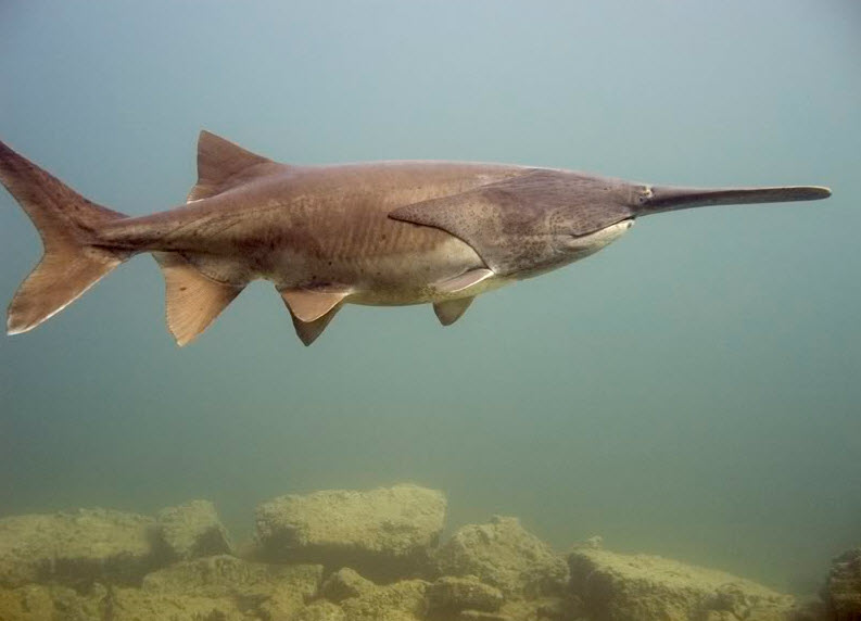 Chinese Spatula The Biggest Animals Kingdom