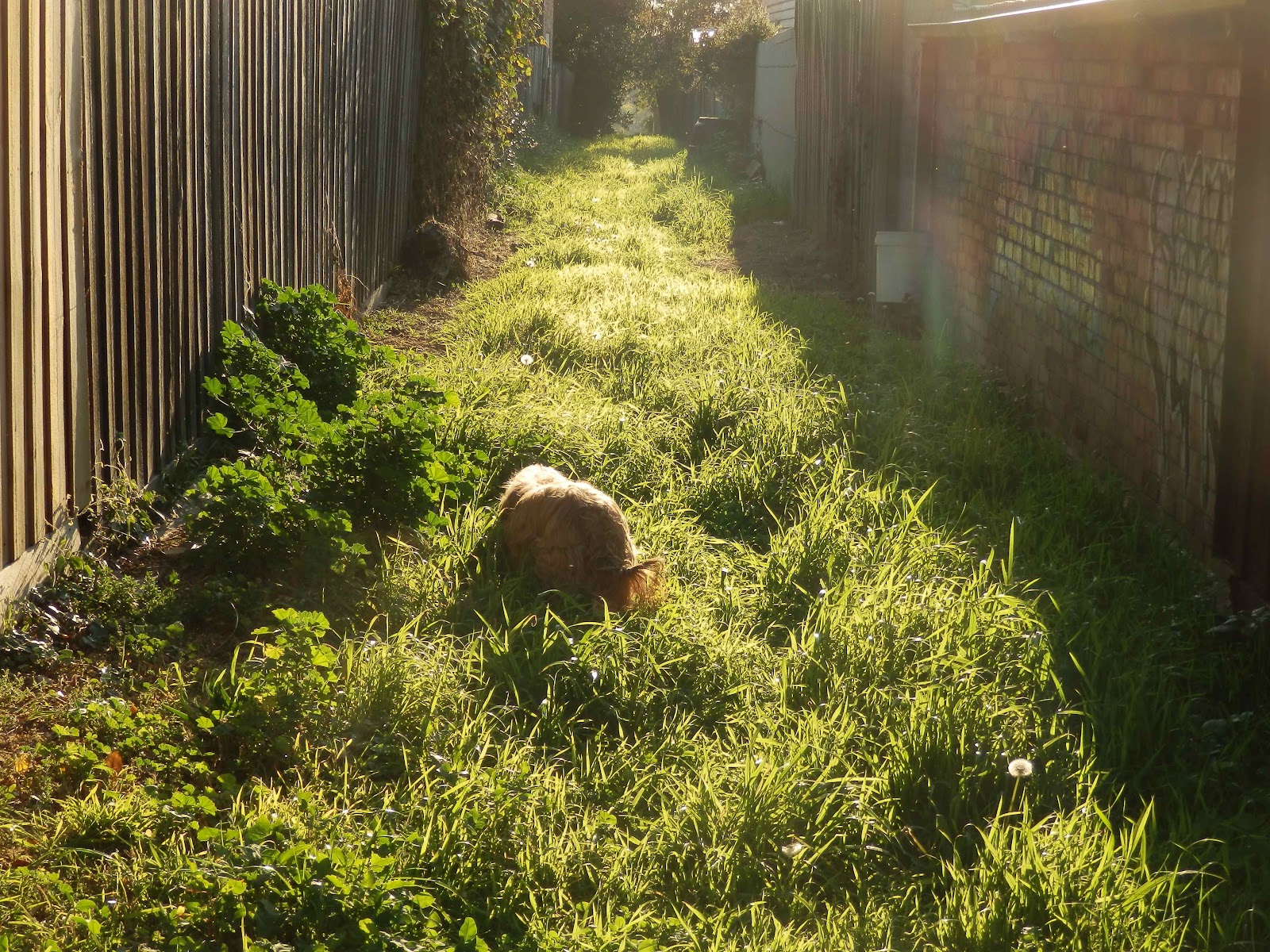 Dog Eats Grass Then Throws Up Dog Eats Grass Then Throws Up