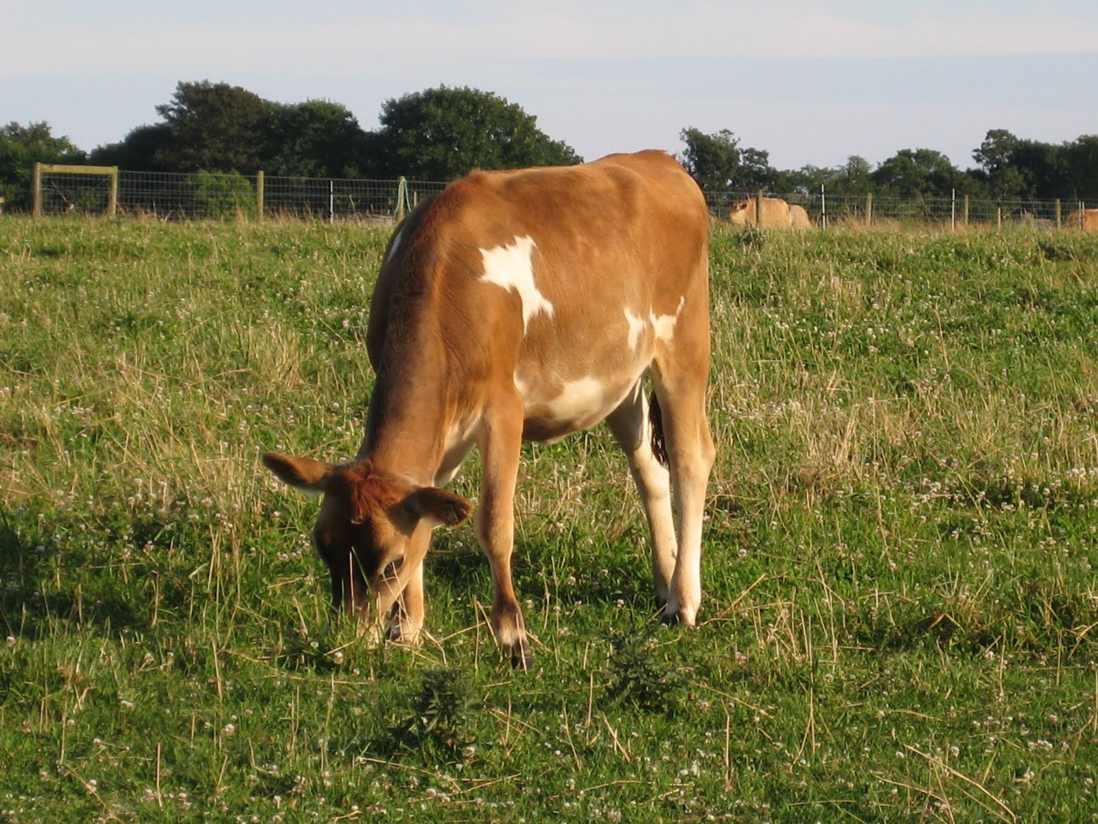 The Delicious Truth South Korea Bans Antibiotics for Healthy Farm Animals