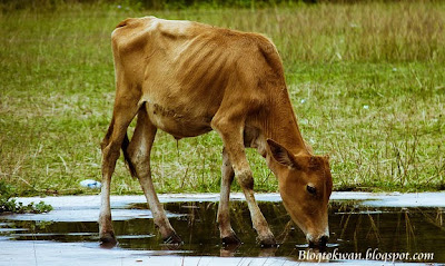 Lembu apa yang tak makan rumput