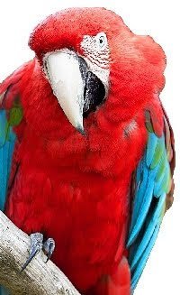 Arara Vermelha Grande (Ara chloropterus) Arara Vermelha Grande (Ara chloropterus)