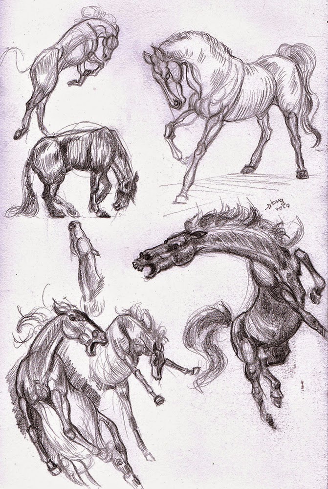 Hamo's Art Blog Horse anatomy sketches