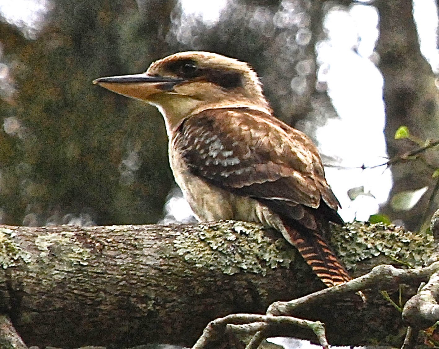 garden delights Wild Bird Wednesday Common Suburban Birds of Sydney