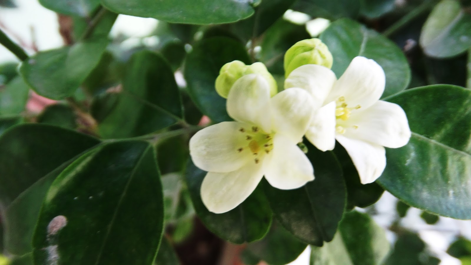 Life,films and nostalgia: Lakeview Jasmine - Manokamini - Murraya
