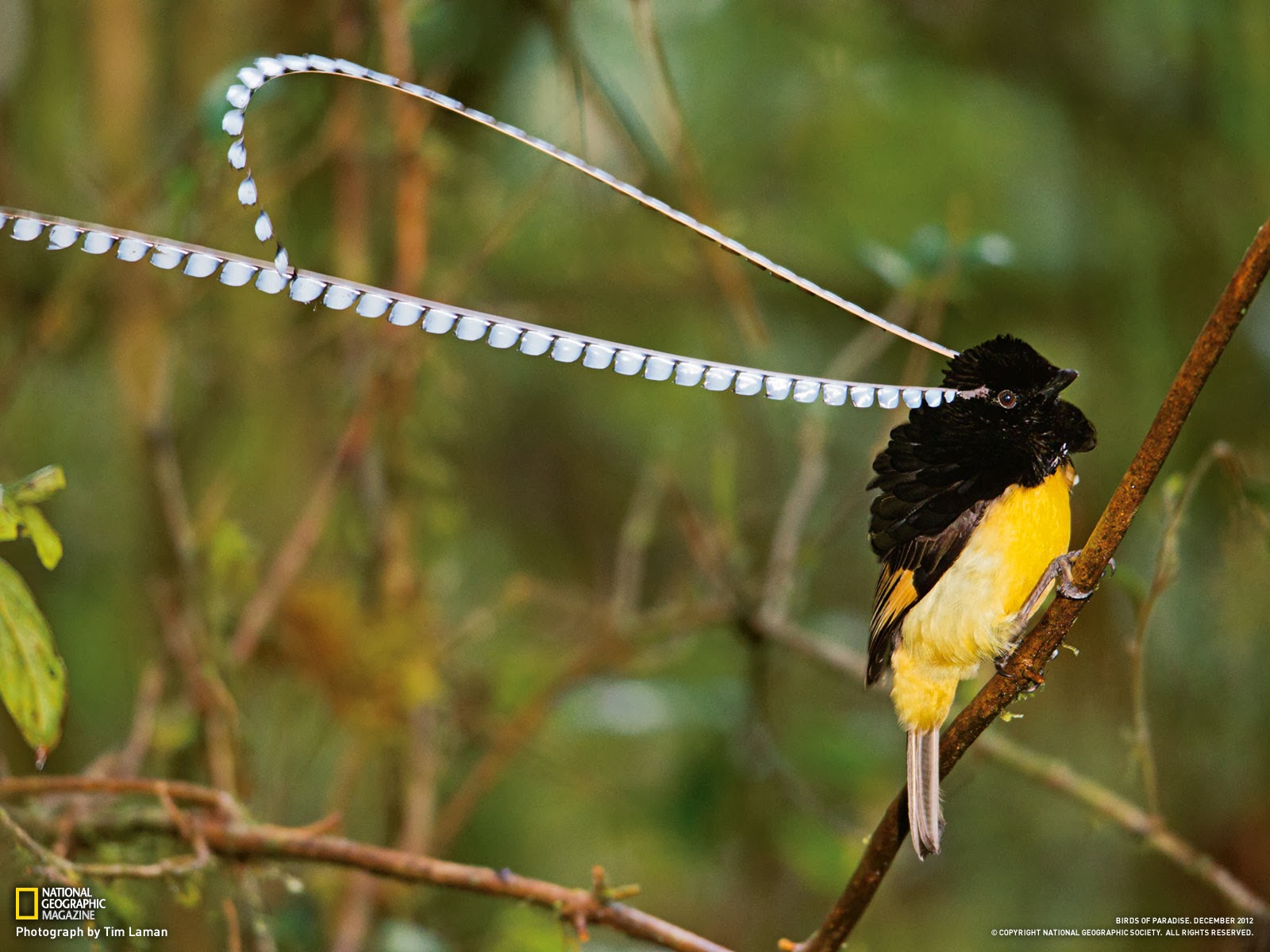 King of Saxony Bird of Paradise, R. Bowdler Sharpe King of Saxony Bird of Paradise, R. Bowdler Sharpe