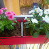 Di domeniche, di fiori e di amici